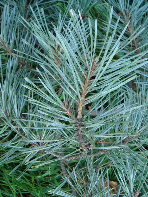 Pinus sylvestris var.rubra rameau